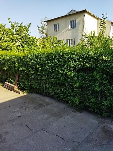 Продаю многолетнюю зелёную изгородь(бирючина) - готовый забор. 500 at lalafo.kg Продаю многолетнюю зелёную изгородь(бирючина) - готовый забор. 500