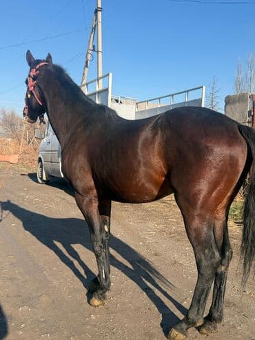 Продаю | Конь (самец) | Конный спорт at lalafo.kg Продаю | Конь (самец) | Конный спорт