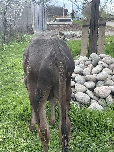 Продаю | Бык (самец) | На откорм at lalafo.kg Продаю | Бык (самец) | На откорм