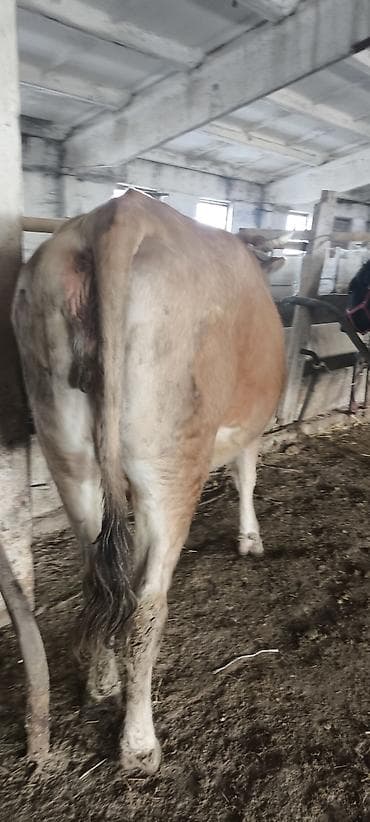 Продаю | Корова (самка) | Алатауская | Для разведения, Для молока | Стельные at lalafo.kg — 9 Продаю | Корова (самка) | Алатауская | Для разведения, Для молока | Стельные — 9