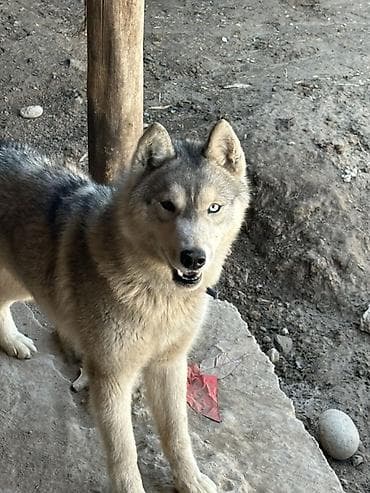 Собака средних размеров с густой двойной шерстью серо-бежевого окраса at lalafo.kg Собака средних размеров с густой двойной шерстью серо-бежевого окраса