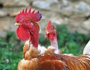 Продаю | Цыплята | Для разведения at lalafo.kg Продаю | Цыплята | Для разведения