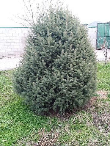 Ель сатылат (продаю) 15000с, 3 штуки живые, красивые,2 5,3 метров at lalafo.kg Ель сатылат (продаю) 15000с, 3 штуки живые, красивые,2 5,3 метров