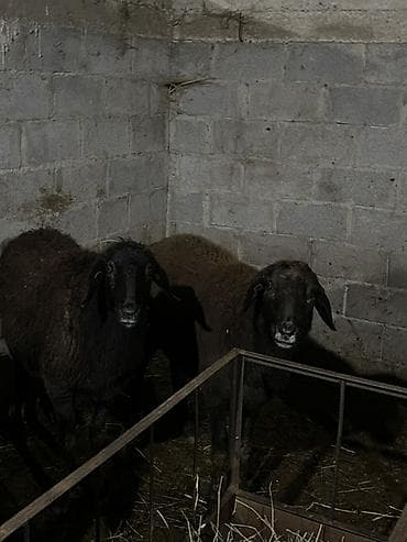 Продаю | Овца (самка), Ягненок, Баран (самец) | Для разведения at lalafo.kg Продаю | Овца (самка), Ягненок, Баран (самец) | Для разведения