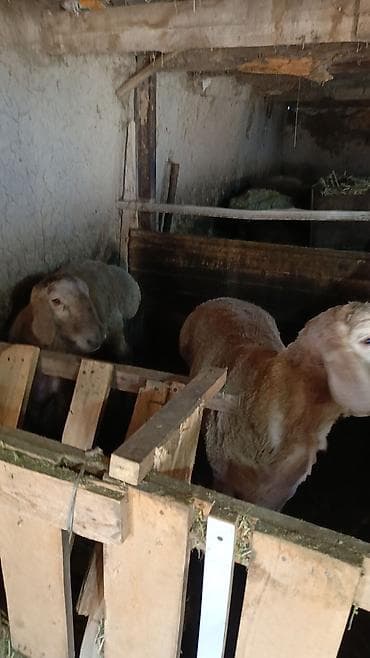 Продаю | Баран (самец) | Для разведения | Матка at lalafo.kg Продаю | Баран (самец) | Для разведения | Матка