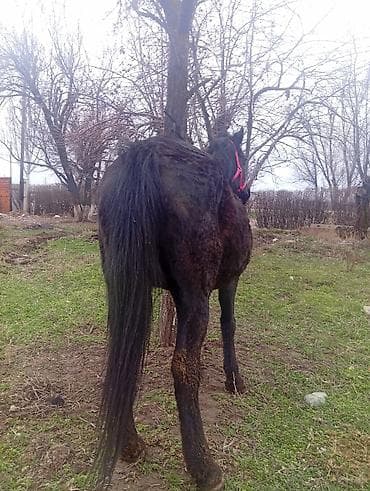 Саан Бооз Бее сатылат жоош ичнеде 4 кулун Май Апрель туйт Басы 140 at lalafo.kg — 4 Саан Бооз Бее сатылат жоош ичнеде 4 кулун Май Апрель туйт Басы 140 — 4
