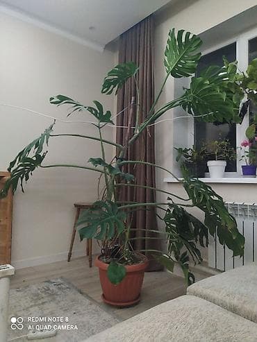 Монстера deliciosa (филодендрон-монстера), взрослое крупное комнатное at lalafo.kg Монстера deliciosa (филодендрон-монстера), взрослое крупное комнатное