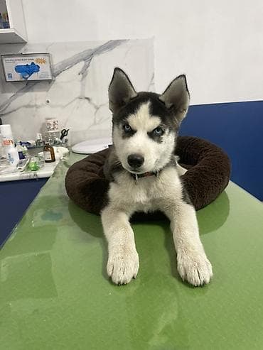 Ветеринарная клиника для кошек и собак 🐶🐱 Наши услуги: - Терапия и at lalafo.kg Ветеринарная клиника для кошек и собак 🐶🐱 Наши услуги: - Терапия и