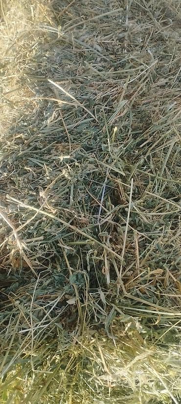 1 кос at lalafo.kg 1 кос