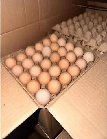 Куриные яйца в лотках - Натуральные столовые яйца светло-коричневых и at lalafo.kg Куриные яйца в лотках - Натуральные столовые яйца светло-коричневых и