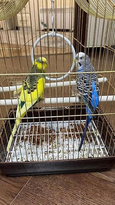Волнистые попугаи с клеткой и аксессуарами. - Пара волнистых at lalafo.kg Волнистые попугаи с клеткой и аксессуарами. - Пара волнистых