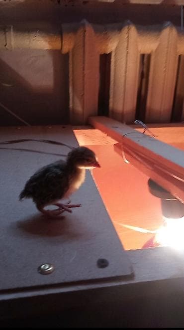 Продаю цыплят кекликов, есть и белые at lalafo.kg Продаю цыплят кекликов, есть и белые