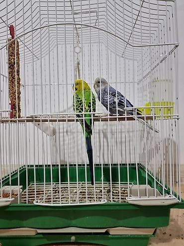 Продаётся 2 попугай девочка и мальчик, корм, клетка, витамины at lalafo.kg Продаётся 2 попугай девочка и мальчик, корм, клетка, витамины