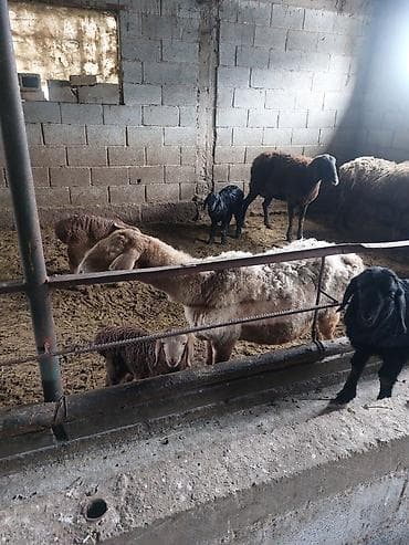 Продаю | Овца (самка) | Для разведения | Матка at lalafo.kg Продаю | Овца (самка) | Для разведения | Матка