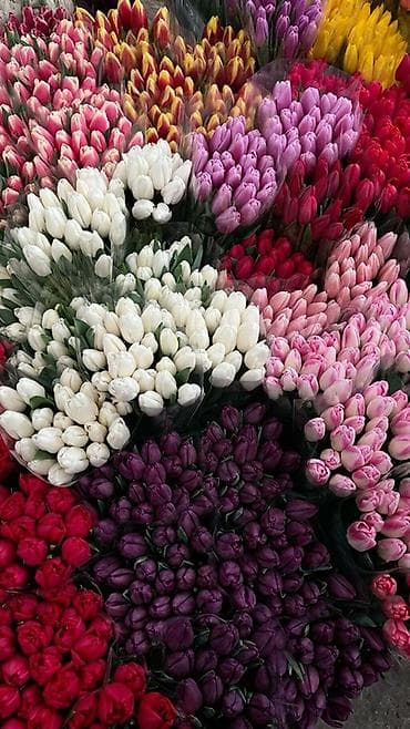 Свежие Голландские тюльпаны на 8 марта. Оптом и в розницу Цена at lalafo.kg Свежие Голландские тюльпаны на 8 марта. Оптом и в розницу Цена