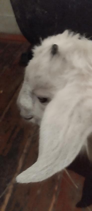 Продаю | Козлёнок | Полукровка at lalafo.kg Продаю | Козлёнок | Полукровка