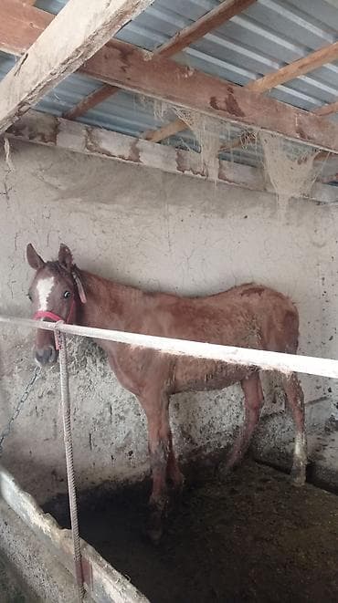 Продаю | Жеребенок | Конный спорт at lalafo.kg Продаю | Жеребенок | Конный спорт