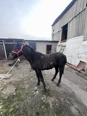 Сатам | Жылкы (эркек) | Жумушка lalafo.kg да — 2 Сатам | Жылкы (эркек) | Жумушка — 2