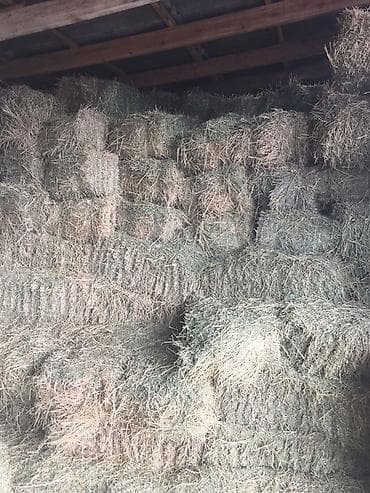 Ассаламу алейкум Таза беде тук сатылат 150 штук 380 сомдон Адрес at lalafo.kg Ассаламу алейкум Таза беде тук сатылат 150 штук 380 сомдон Адрес