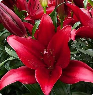 Лилии восточно-азиатские (азиатские гибриды) — эффектные садовые at lalafo.kg Лилии восточно-азиатские (азиатские гибриды) — эффектные садовые