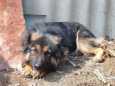 Продаю старажевую овчарку 3годика: немецкая овчарка (длинношерстная at lalafo.kg Продаю старажевую овчарку 3годика: немецкая овчарка (длинношерстная