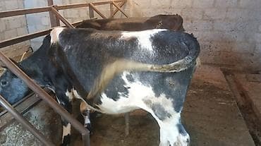 Продаю | Корова (самка) | Бельгийская | Для разведения at lalafo.kg Продаю | Корова (самка) | Бельгийская | Для разведения