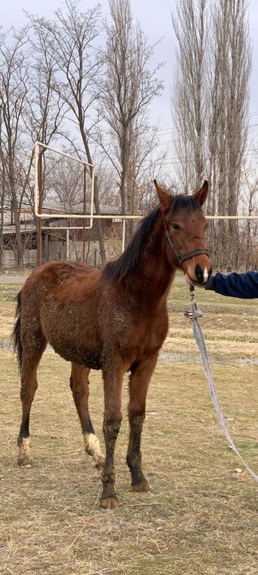 Продаю | Жеребенок | Дончак | Конный спорт at lalafo.kg Продаю | Жеребенок | Дончак | Конный спорт