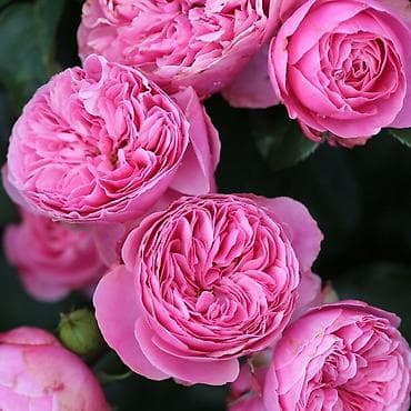 Саженцы at lalafo.kg Саженцы