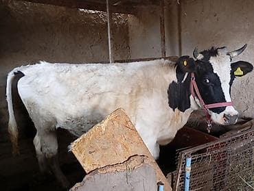 Продаю | Корова (самка) | Полукровка | Для разведения, Для молока | Стельные, Искусственник, Нетель at lalafo.kg Продаю | Корова (самка) | Полукровка | Для разведения, Для молока | Стельные, Искусственник, Нетель