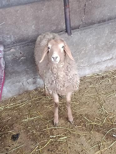 Продаю | Ягненок | Для разведения at lalafo.kg Продаю | Ягненок | Для разведения