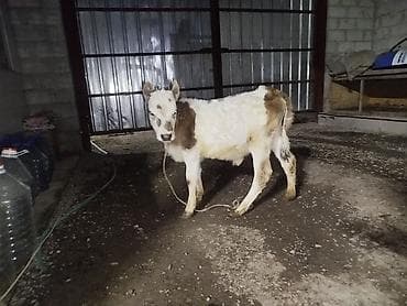 Продаю | Бык (самец) | На откорм | Искусственник at lalafo.kg Продаю | Бык (самец) | На откорм | Искусственник