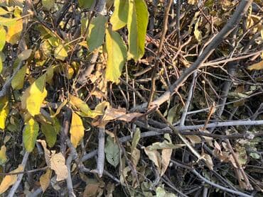 Дрова at lalafo.kg Дрова