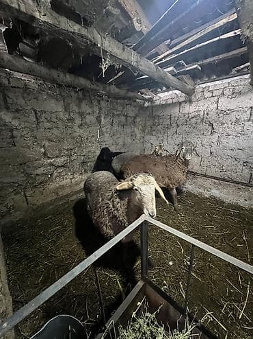 Козулар сатылат at lalafo.kg Козулар сатылат