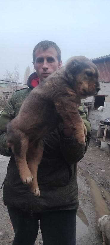 Щенок крупной породы, пушистый, крепкий костяк. Окрас: коричневый с at lalafo.kg Щенок крупной породы, пушистый, крепкий костяк. Окрас: коричневый с