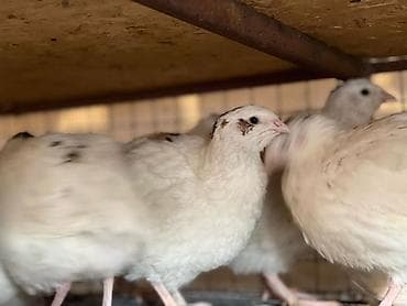 Өрт жабдуулары: Перепелиный помет удобрение lalafo.kg да — 1 Өрт жабдуулары: Перепелиный помет удобрение — 1