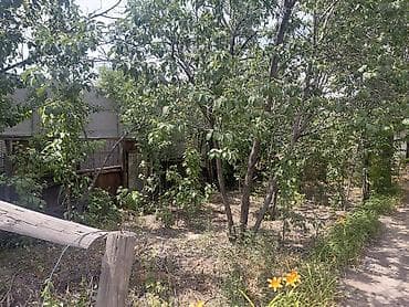 Сдам бесплатно деревья сливы и старую мебель на дрова также нужно at lalafo.kg Сдам бесплатно деревья сливы и старую мебель на дрова также нужно