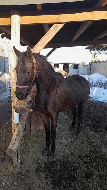 Продаю | Кобыла (самка) | Английская | Рабочий at lalafo.kg Продаю | Кобыла (самка) | Английская | Рабочий