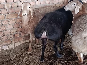 Продаю | Баран (самец) | Для разведения | Осеменитель at lalafo.kg Продаю | Баран (самец) | Для разведения | Осеменитель