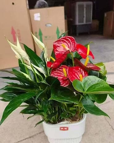 Гамактар: Ассорти товаров для дома и сада: - Домашние консервированные зелёные lalafo.kg да — 4 Гамактар: Ассорти товаров для дома и сада: - Домашние консервированные зелёные — 4