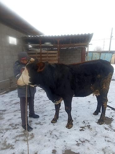 Продаю | Корова (самка) | На откорм | Привязанные at lalafo.kg Продаю | Корова (самка) | На откорм | Привязанные