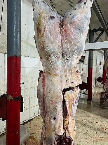 Аквариумдар: Колбаса цехи : Уйлар, букалар, Жылкылар, аттар, | Күнү-түнү, Бардык шартта, Союлган lalafo.kg да — 3 Аквариумдар: Колбаса цехи : Уйлар, букалар, Жылкылар, аттар, | Күнү-түнү, Бардык шартта, Союлган — 3