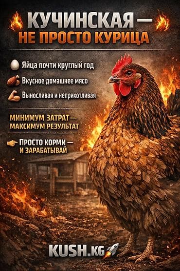 Продаю | Куры | Кучинская | Несушки at lalafo.kg Продаю | Куры | Кучинская | Несушки