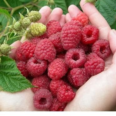 Саженцы малины (корневые отпрыски/однолетние побеги с открытой at lalafo.kg Саженцы малины (корневые отпрыски/однолетние побеги с открытой