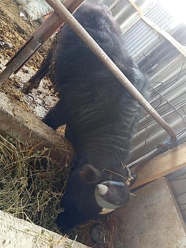 Продаю | Бык (самец) | На откорм | Привязанные at lalafo.kg Продаю | Бык (самец) | На откорм | Привязанные