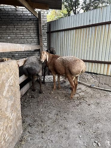 Продаю | Овца (самка) | Для разведения at lalafo.kg Продаю | Овца (самка) | Для разведения