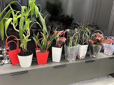 Антуриумдар: Бесплатная доставка по городу Пересаженные готовые Комнатные lalafo.kg да — 1 Антуриумдар: Бесплатная доставка по городу Пересаженные готовые Комнатные — 1