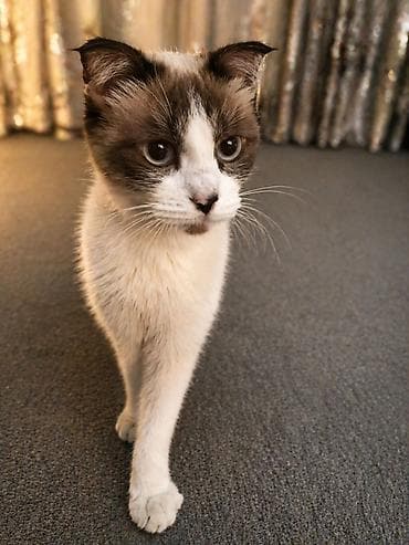 Кошка даром: Экзотическая, 3 месяца, Девочка, Приучена к лотку at lalafo.kg Кошка даром: Экзотическая, 3 месяца, Девочка, Приучена к лотку