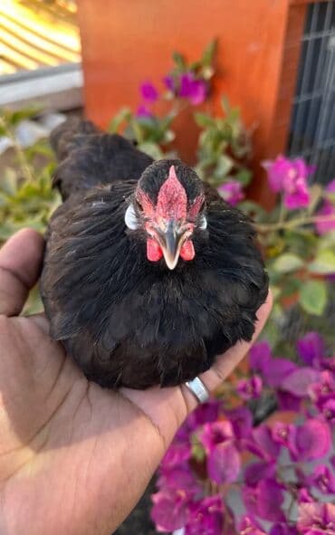 Продаю ЧЁРНЫЕ БЕНТАМКИ! at lalafo.kg Продаю ЧЁРНЫЕ БЕНТАМКИ!