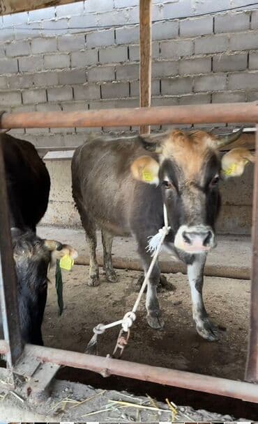 Продаю | Бык (самец) | На откорм | Привязанные at lalafo.kg Продаю | Бык (самец) | На откорм | Привязанные