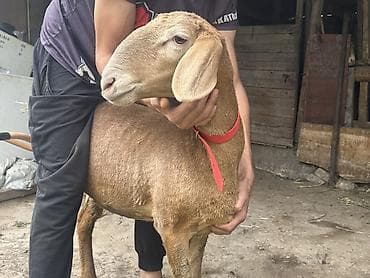 Продаю | Овца (самка) | Арашан at lalafo.kg Продаю | Овца (самка) | Арашан